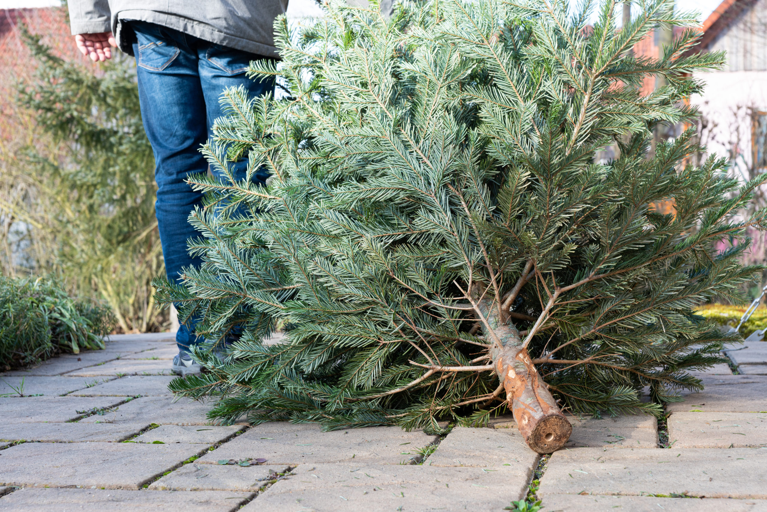 Recicla tu arbolito de Navidad ¡No lo abandones!