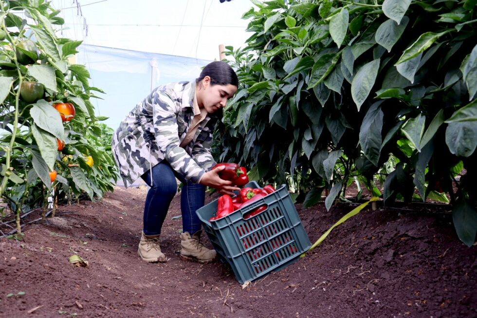 UAS presenta su nuevo catálogo de servicios 20242025 Mazatlan es mi